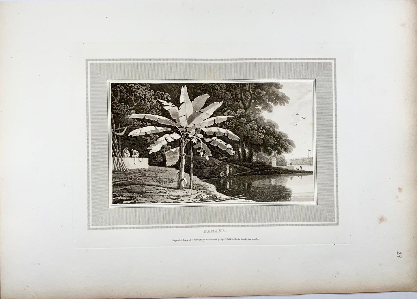 1807 Banana Tree, William Daniell, botany, aquatint, folio