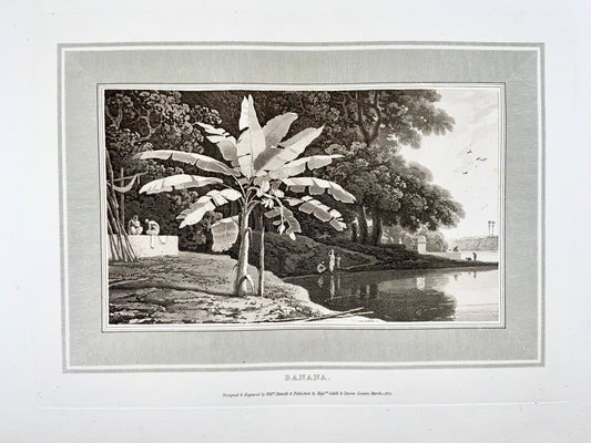 1807 Banana Tree, William Daniell, botany, aquatint, folio
