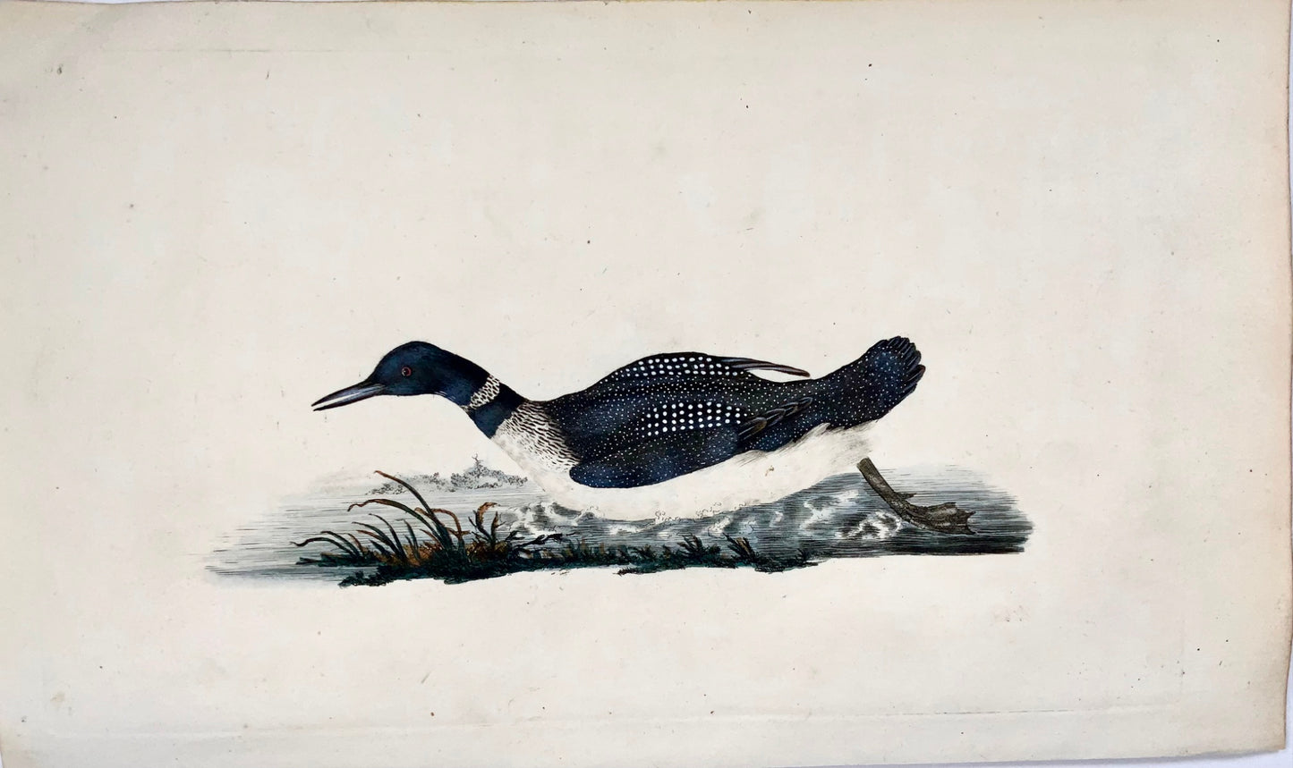 1794 Edward Donovan, Northern Diver, ornithology, fine hand coloured engraving