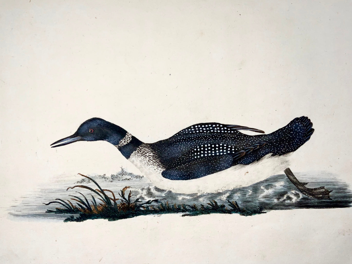 1794 Edward Donovan, Northern Diver, ornithology, fine hand coloured engraving