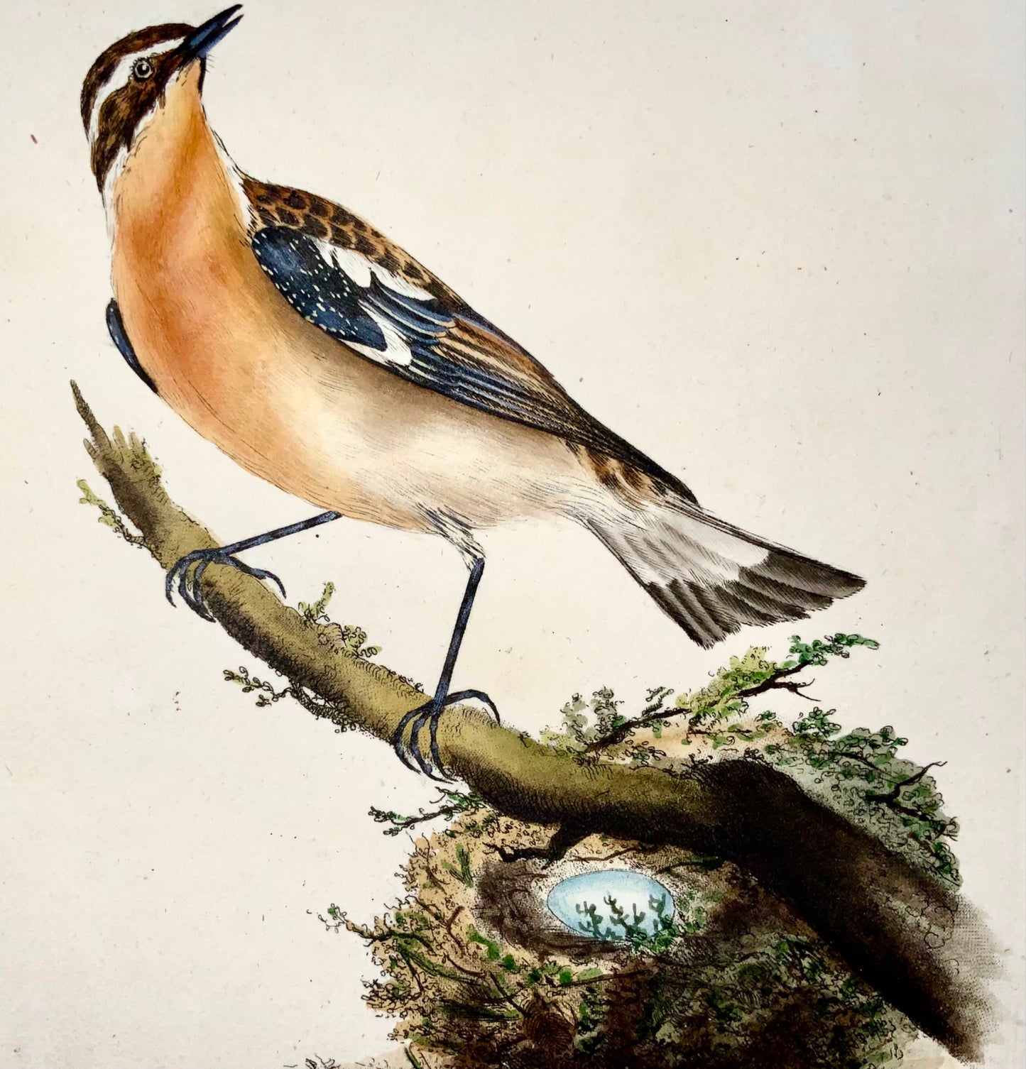 1794 Edward Donovan, Whinchat, ornithology, fine hand coloured engraving