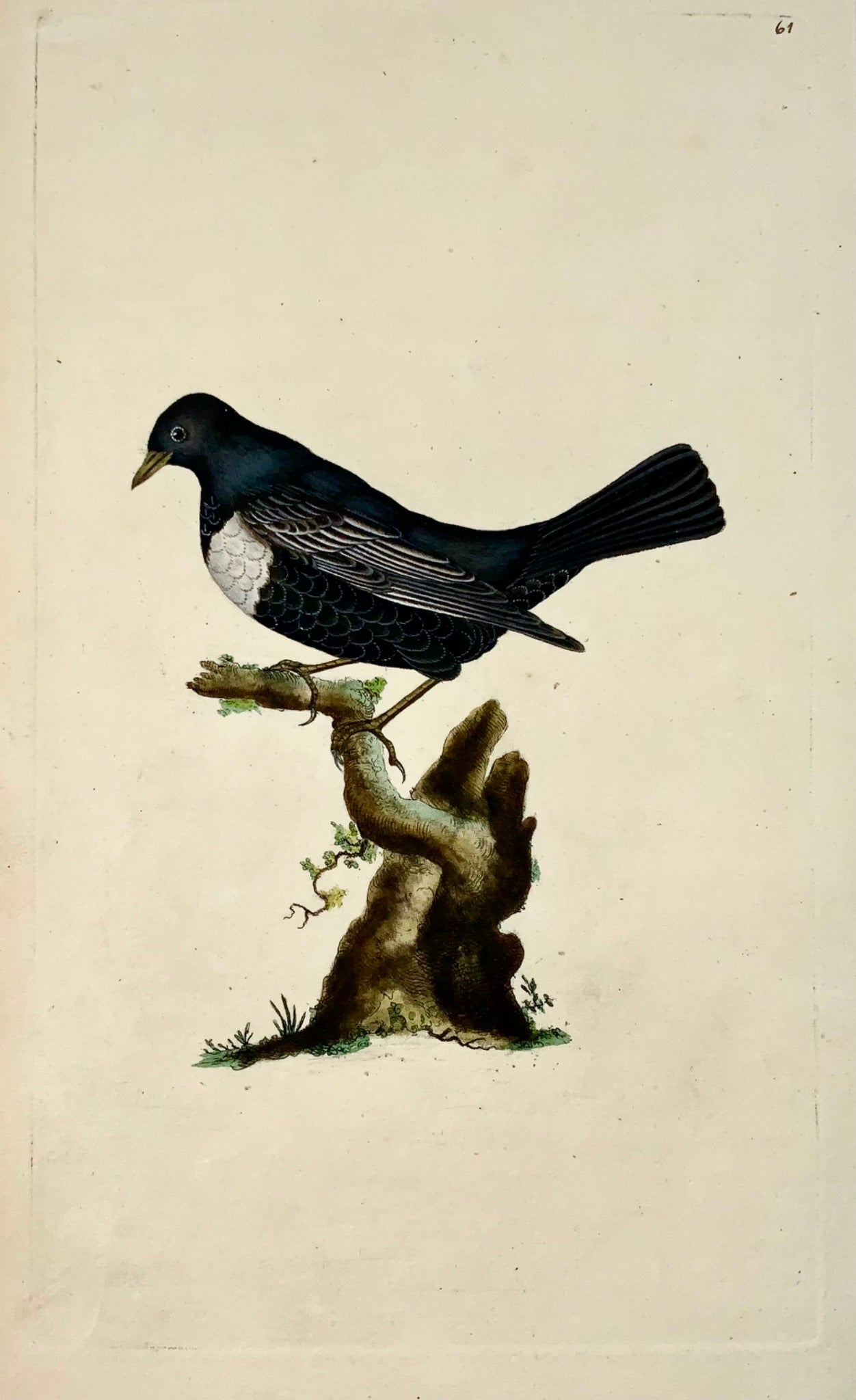 1794 Edward Donovan, Water Ouzel, ornithology, hand coloured copper engraving