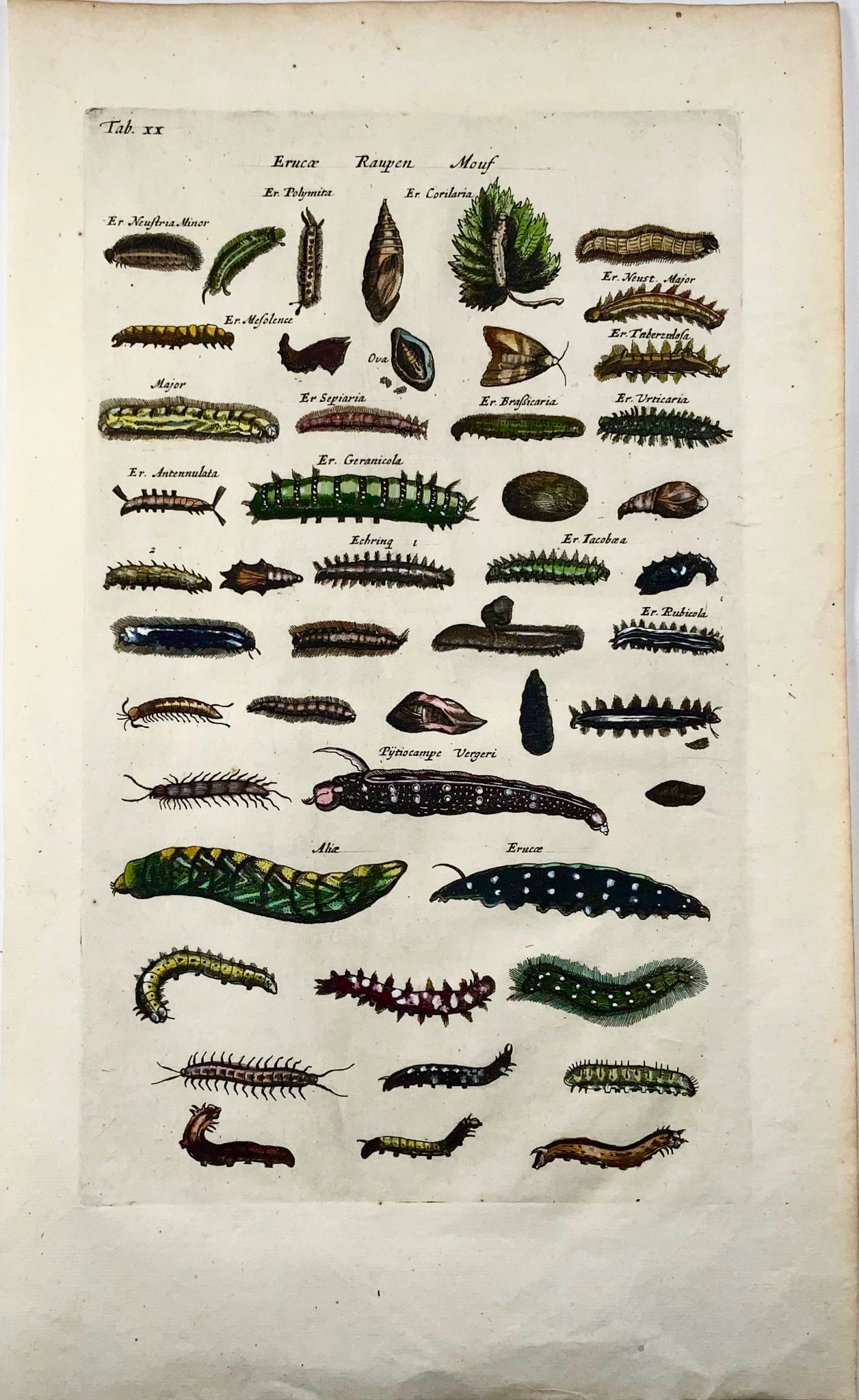 1657 Lavae, Caterpillars, insects, Matt Merian, folio, hand coloured