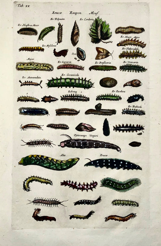 1657 Lavae, Caterpillars, insects, Matt Merian, folio, hand coloured