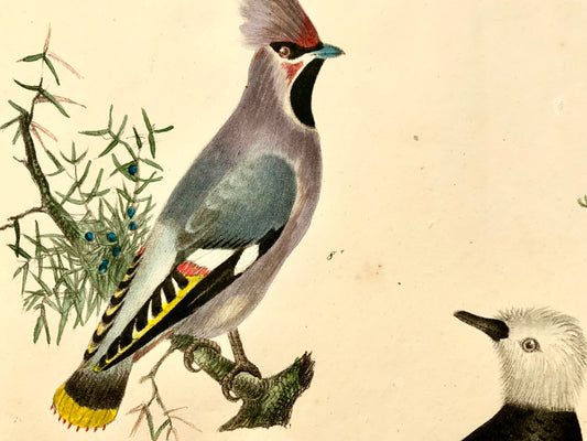 1819 Waxwing, Tody, ornithology, Strack, chalk lithograph, hand colour