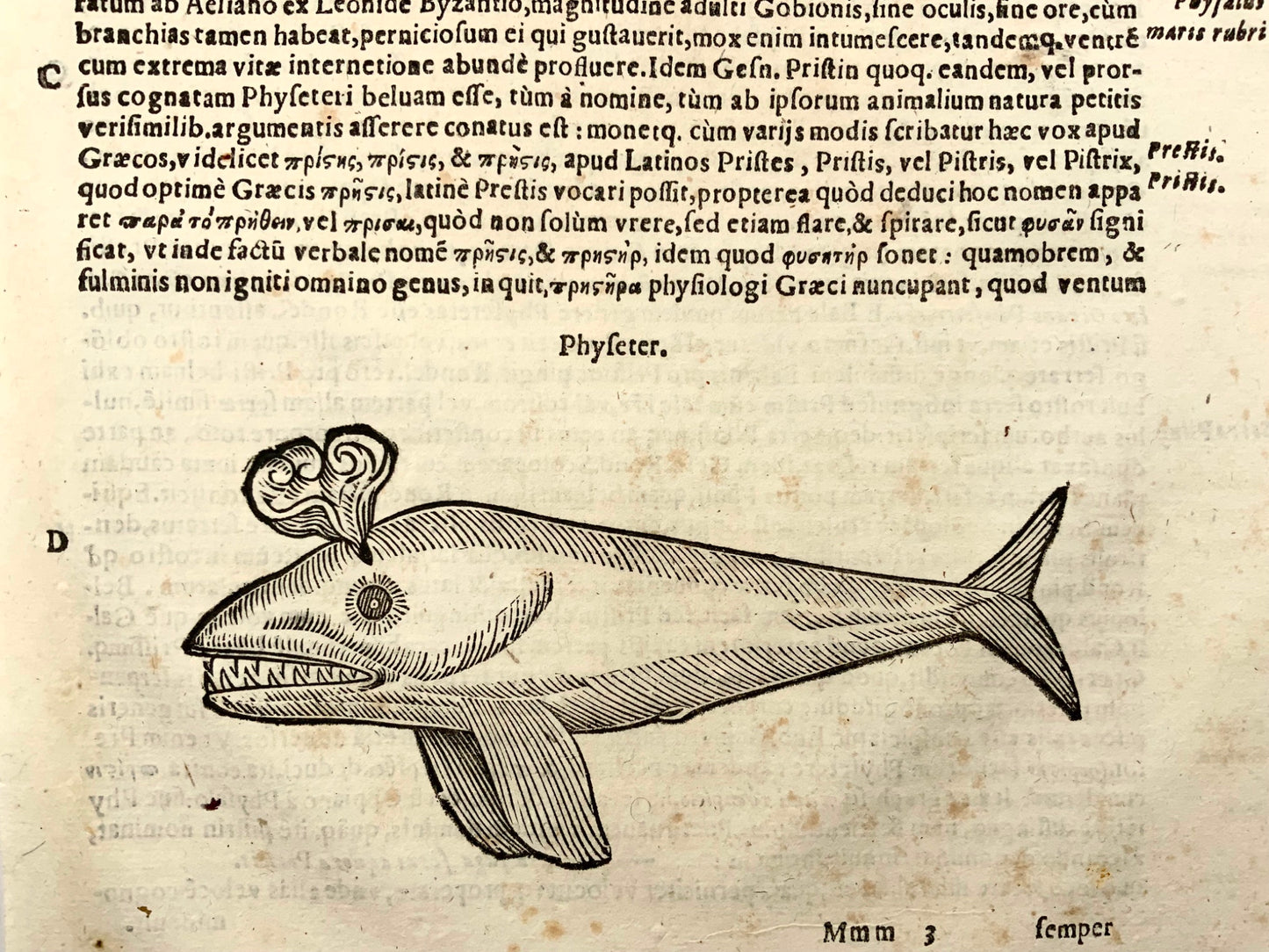 1638 Physeter Toothed Whale, Aldrovandi, large folio leaf with woodcut