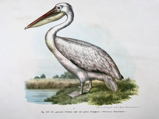 1860 Pelican, Fitzinger, colour lithograph, hand finish, ornithology