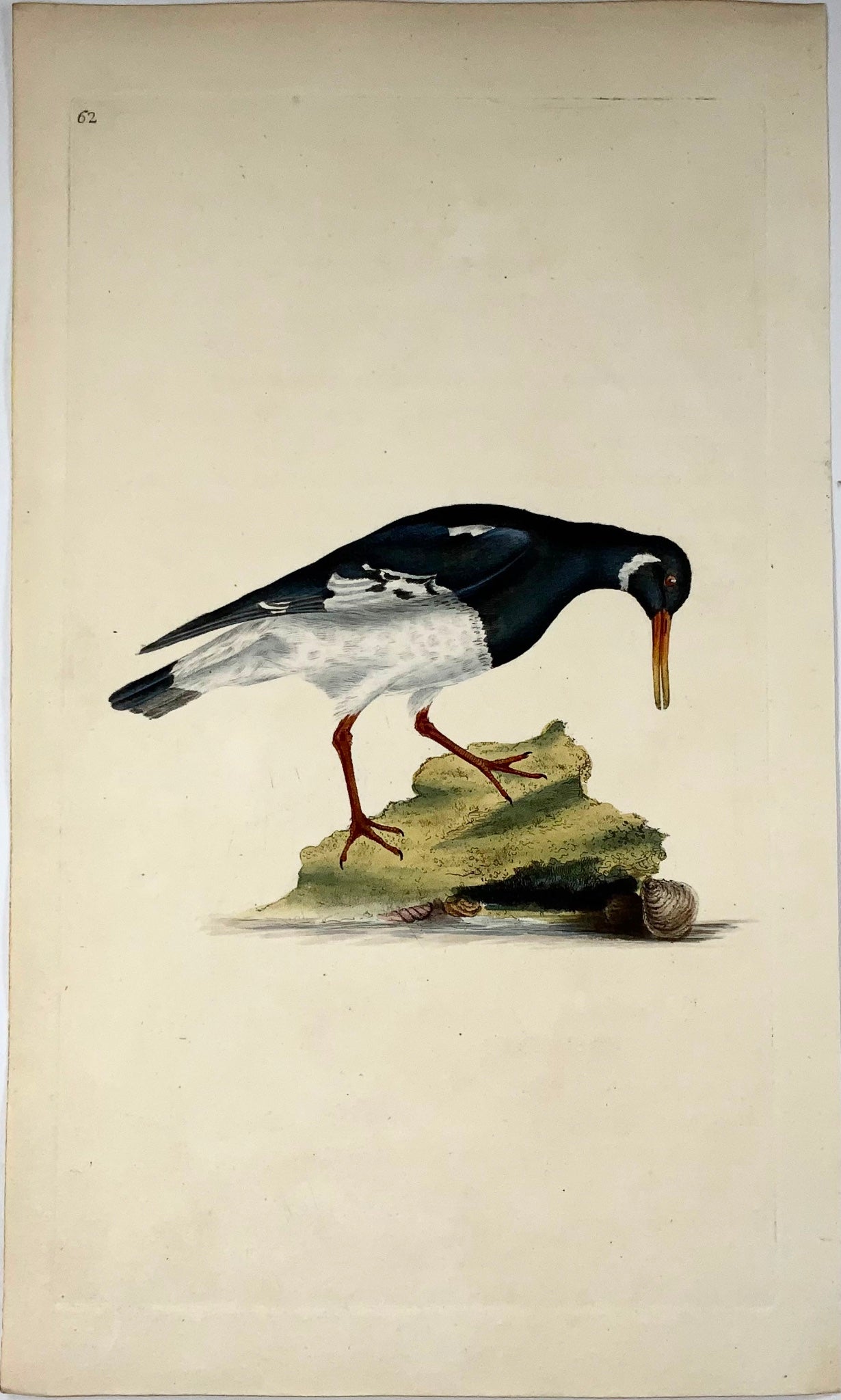 1794 Edward Donovan, Oyster Catcher, ornithology, fine hand coloured engraving