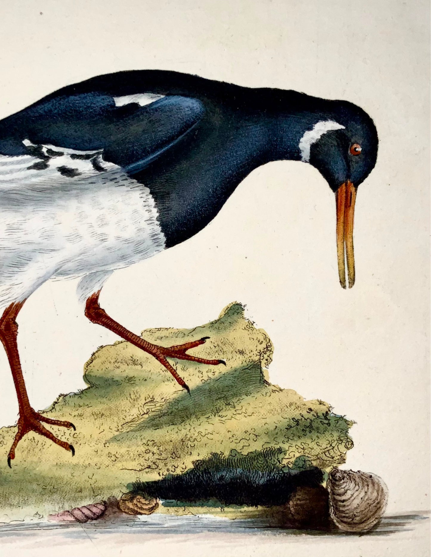 1794 Edward Donovan, Oyster Catcher, ornithology, fine hand coloured engraving