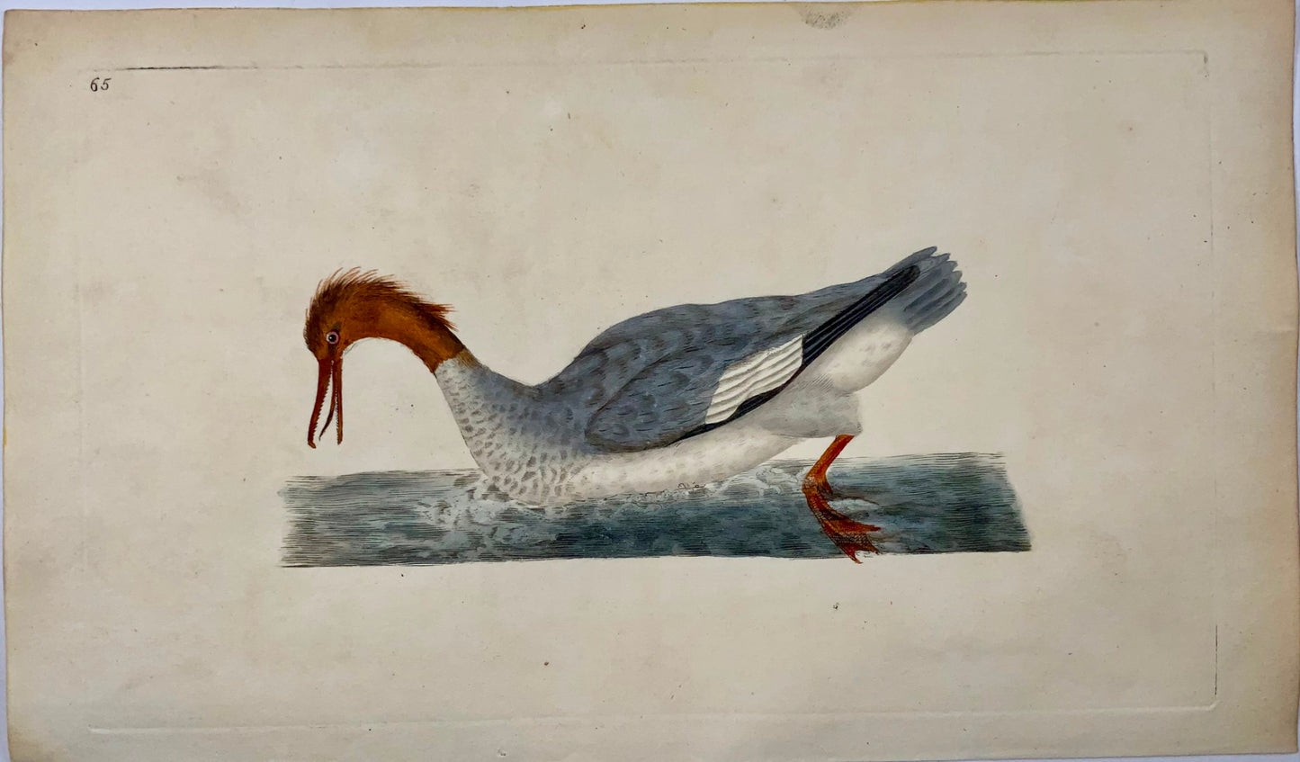 1794 Edward Donovan, Goosander, ornithology, fine hand coloured engraving