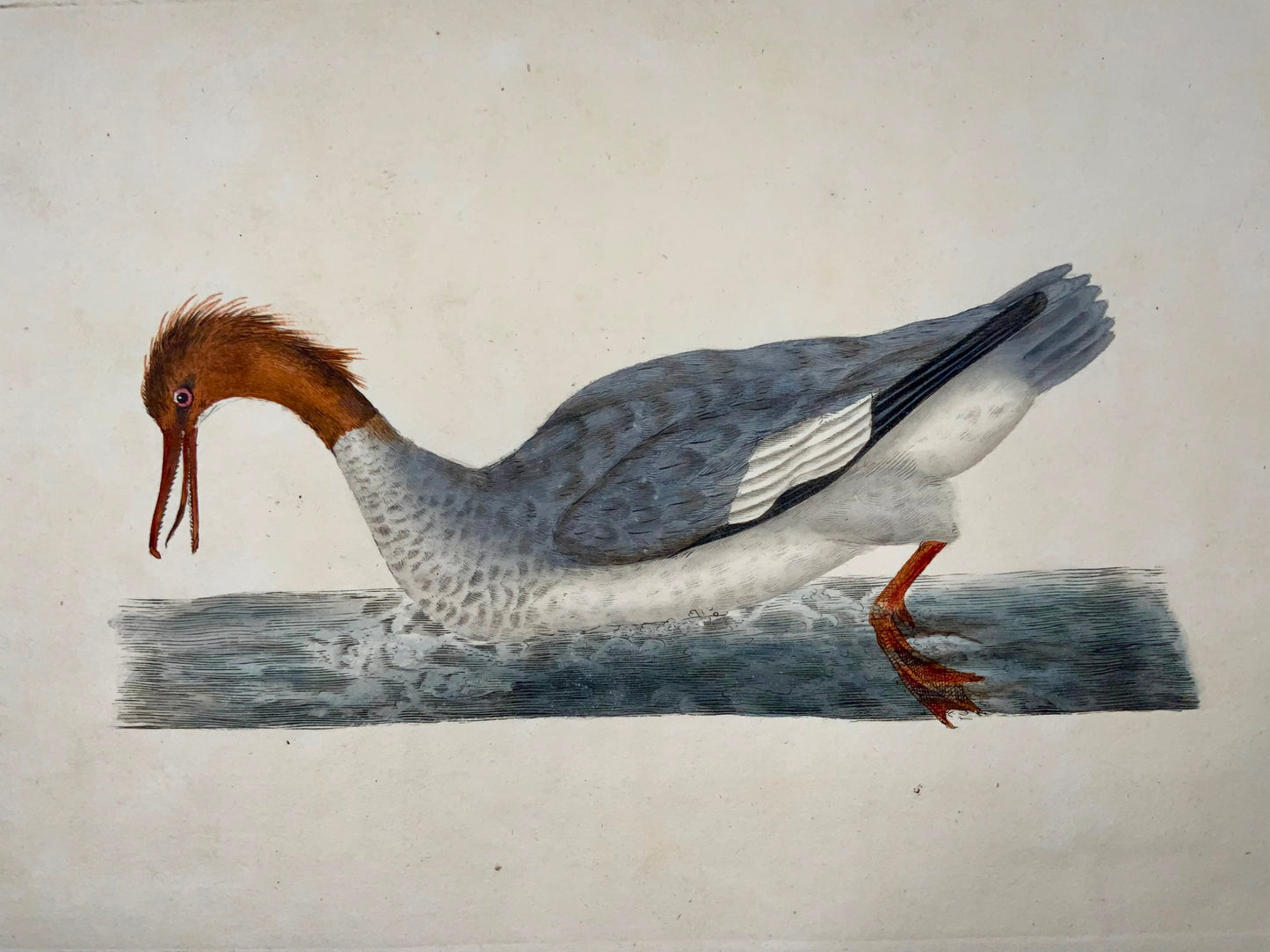 1794 Edward Donovan, Goosander, ornithology, fine hand coloured engraving