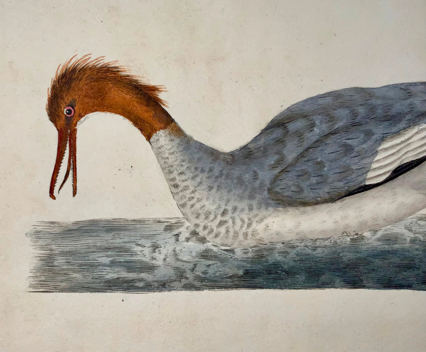 1794 Edward Donovan, Goosander, ornithology, fine hand coloured engraving