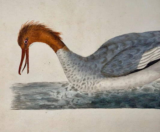 1794 Edward Donovan, Goosander, ornithology, fine hand coloured engraving