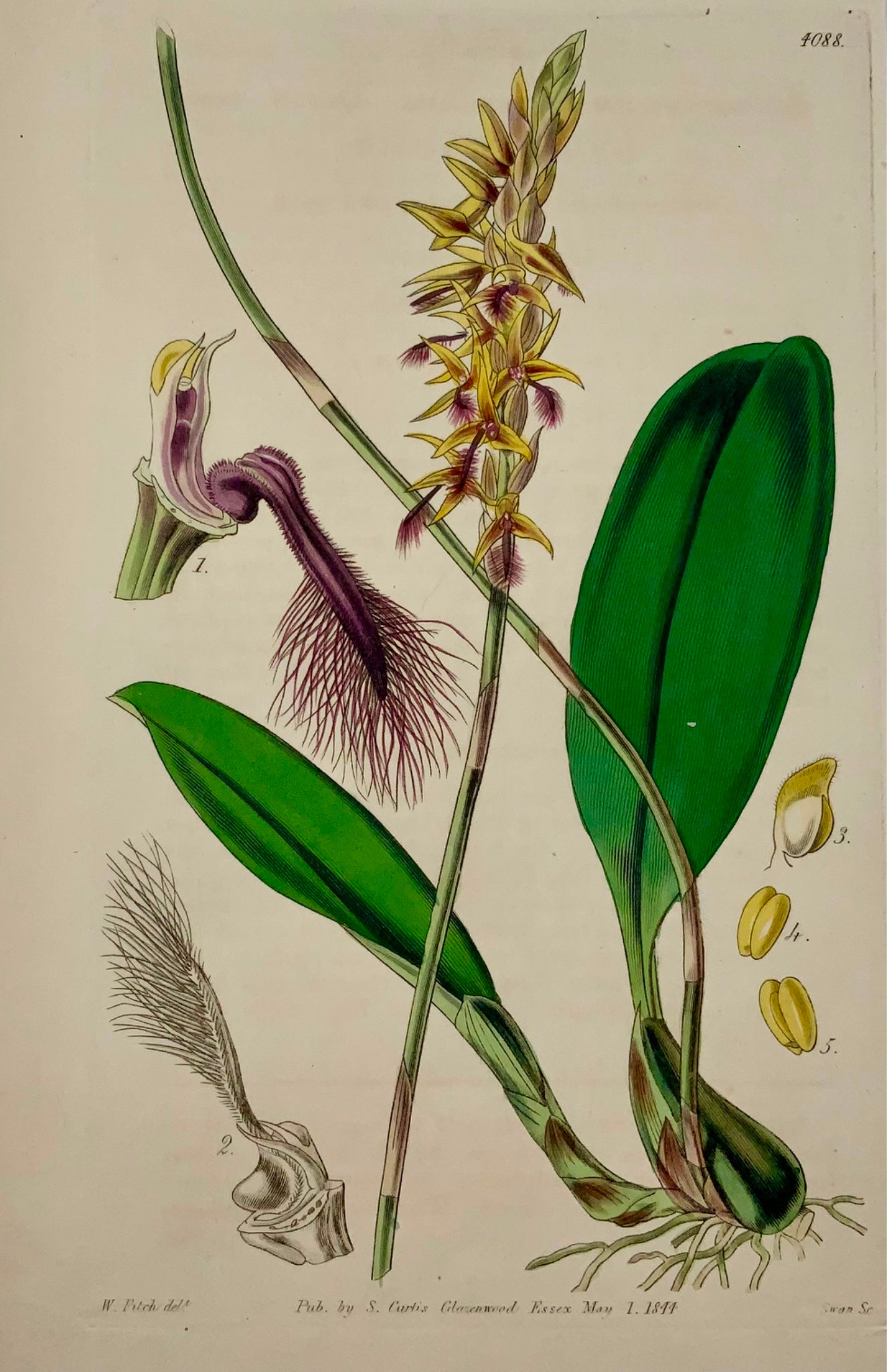 1844 Bolbophyllum [ Orchid ], Fitch, Curtis, hand coloured, botany