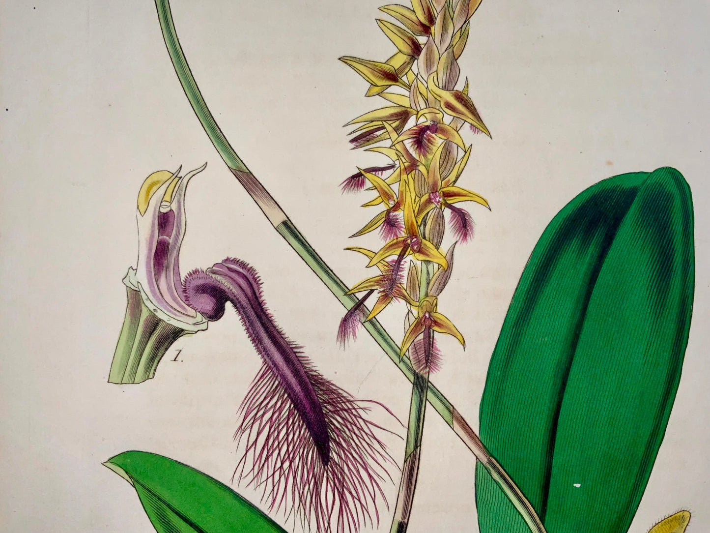 1844 Bolbophyllum [ Orchid ], Fitch, Curtis, hand coloured, botany