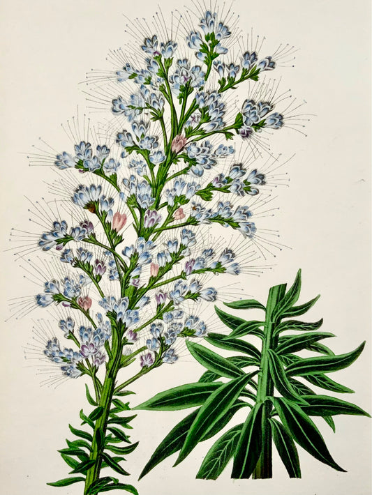 1838 Gigantic Viper's Bugloss, F.W. Smith for Paxton, botanical