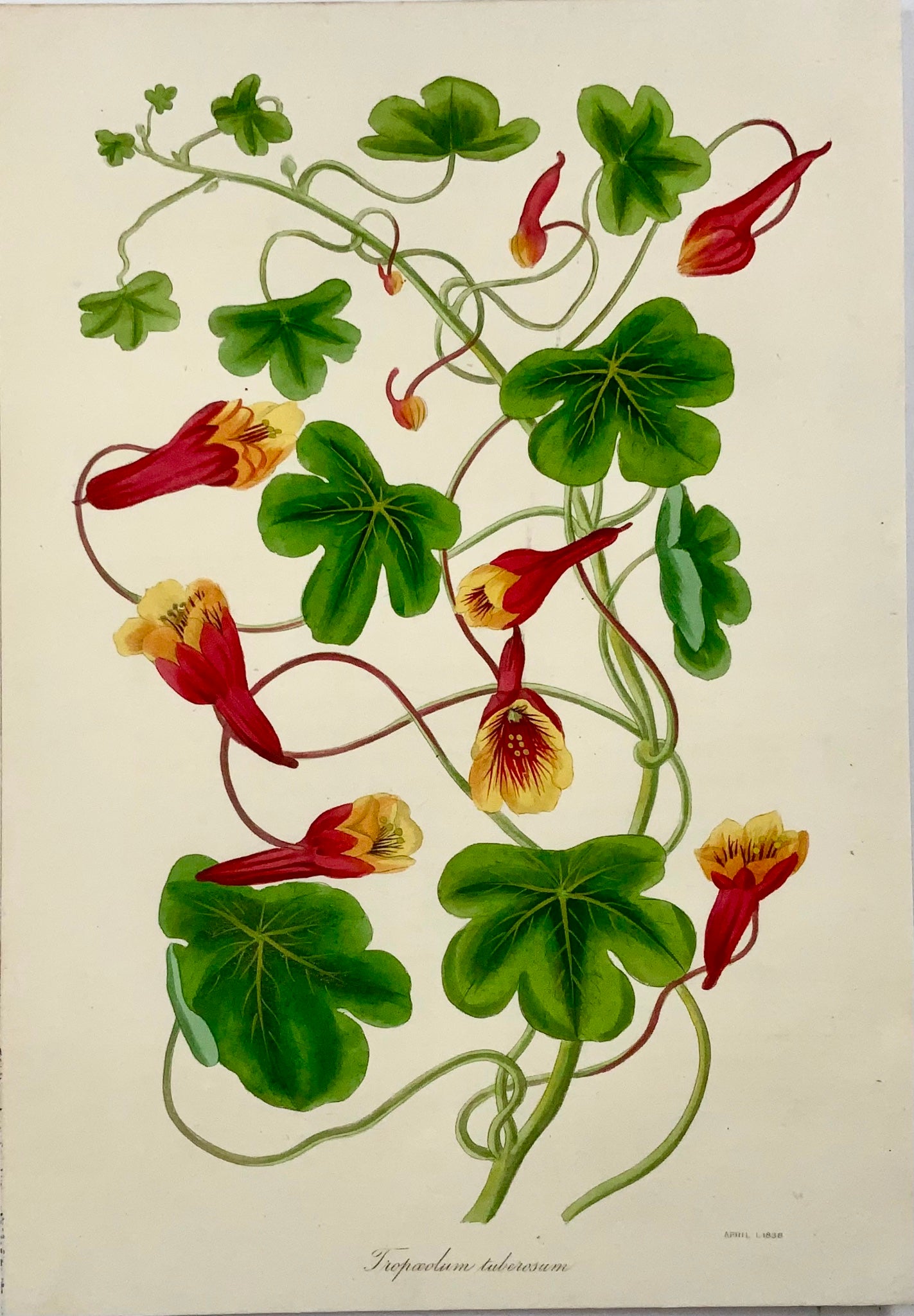 1838 Mashua (Tropaeolum tuberosum), F.W. Smith for Paxton, botanical