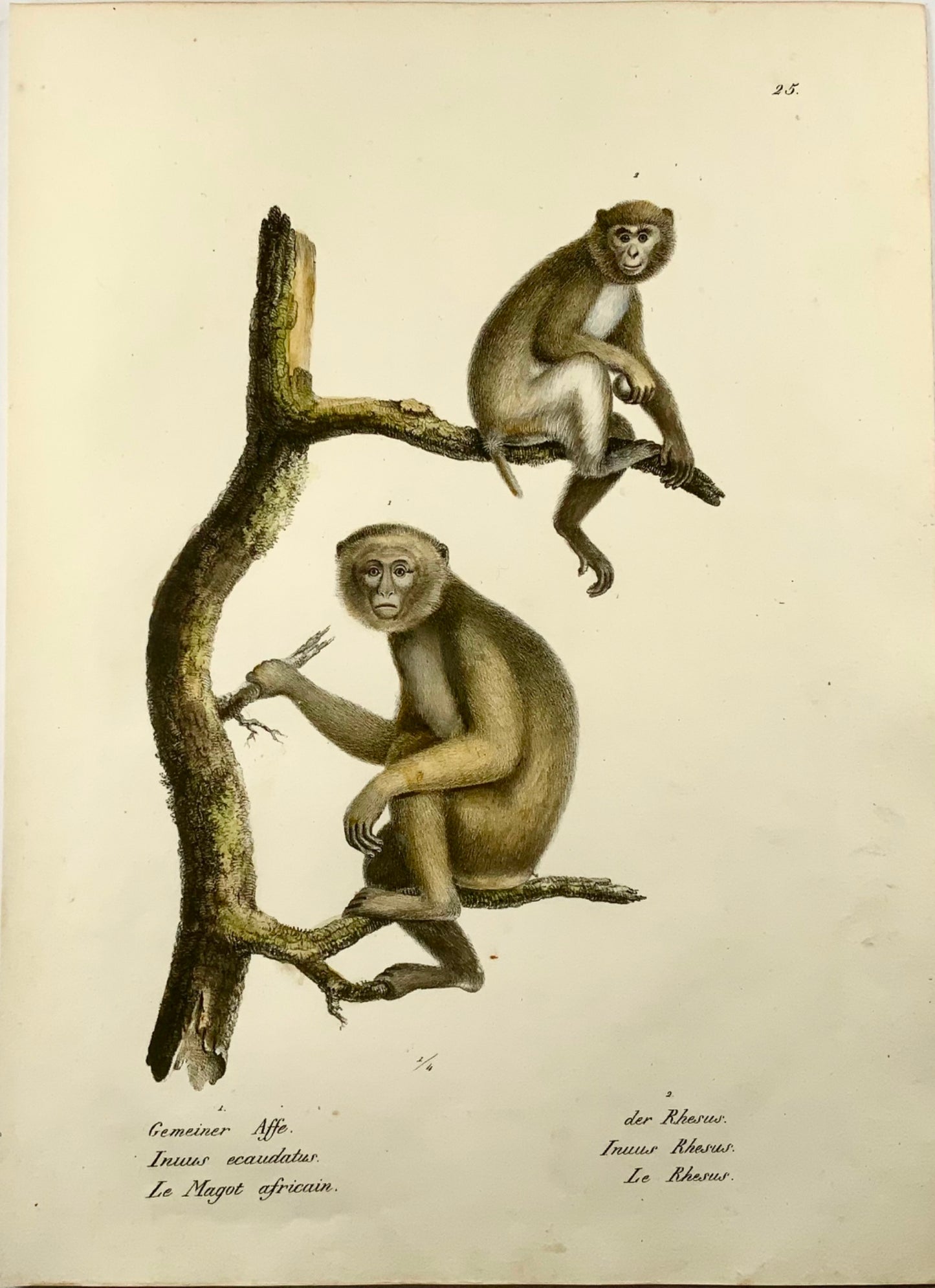 1824 Common Apes, Mammals, K.J. Brodtmann hand colored folio lithograph
