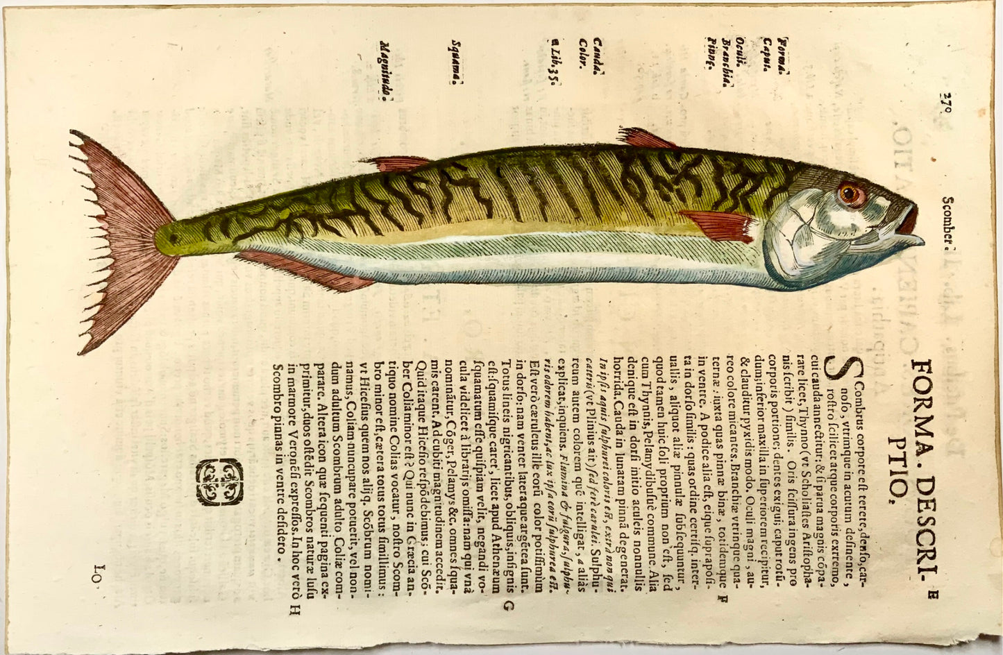 1638 Atlantic Mackerel, fish, Aldrovandi, large folio leaf with woodcut
