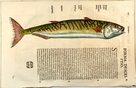 1638 Atlantic Mackerel, fish, Aldrovandi, large folio leaf with woodcut