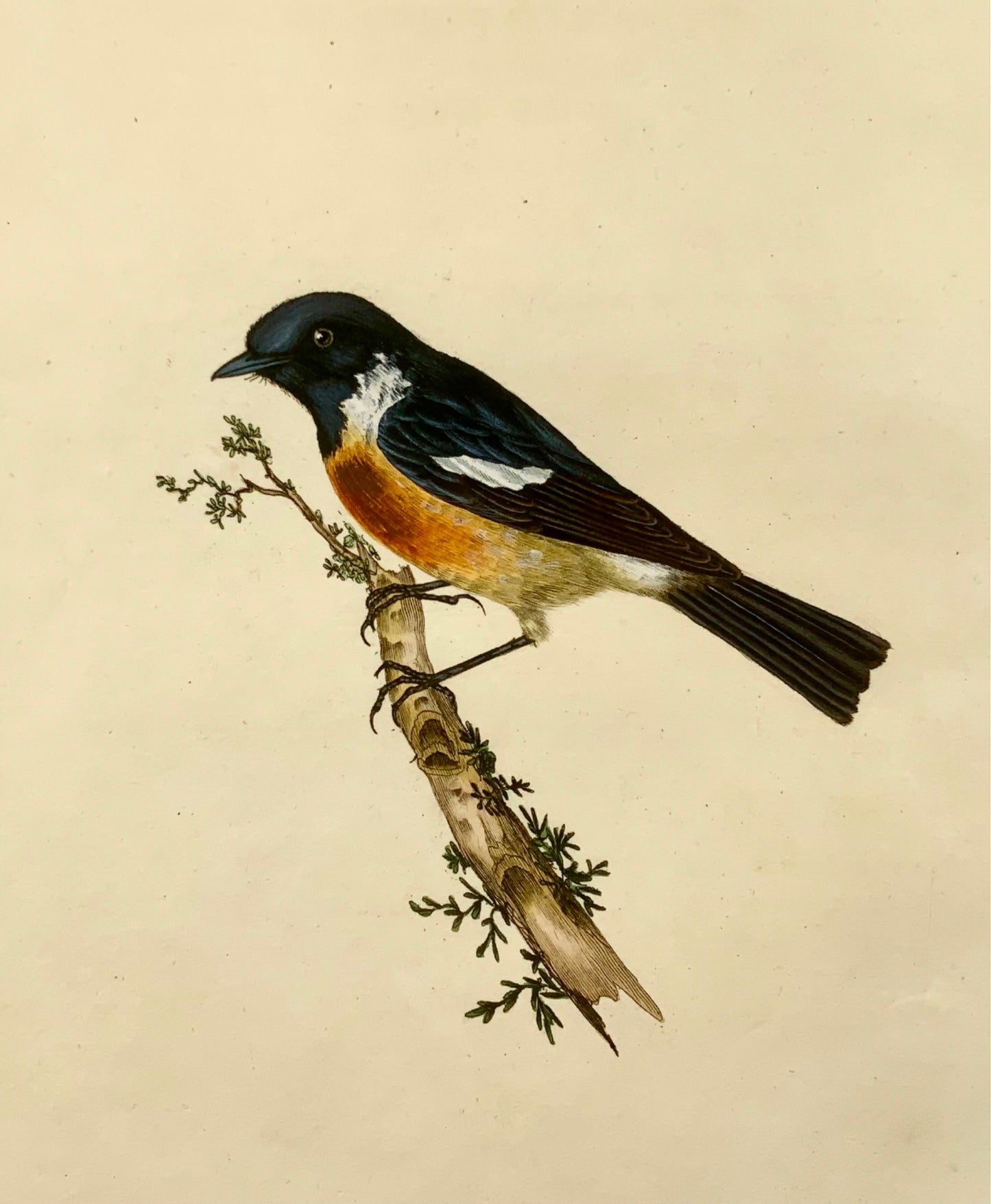 1794 Edward Donovan, Stonechat, ornithology, fine hand coloured engraving