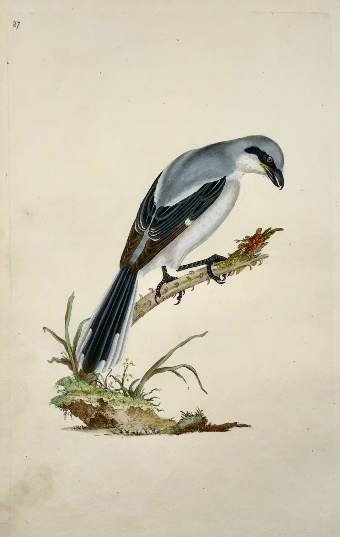 1794 Edward Donovan, Great Shrike, ornithology, fine hand coloured engraving