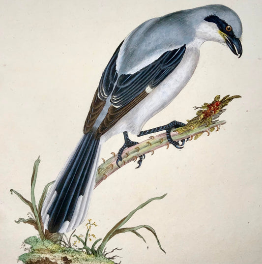 1794 Edward Donovan, Great Shrike, ornithology, fine hand coloured engraving