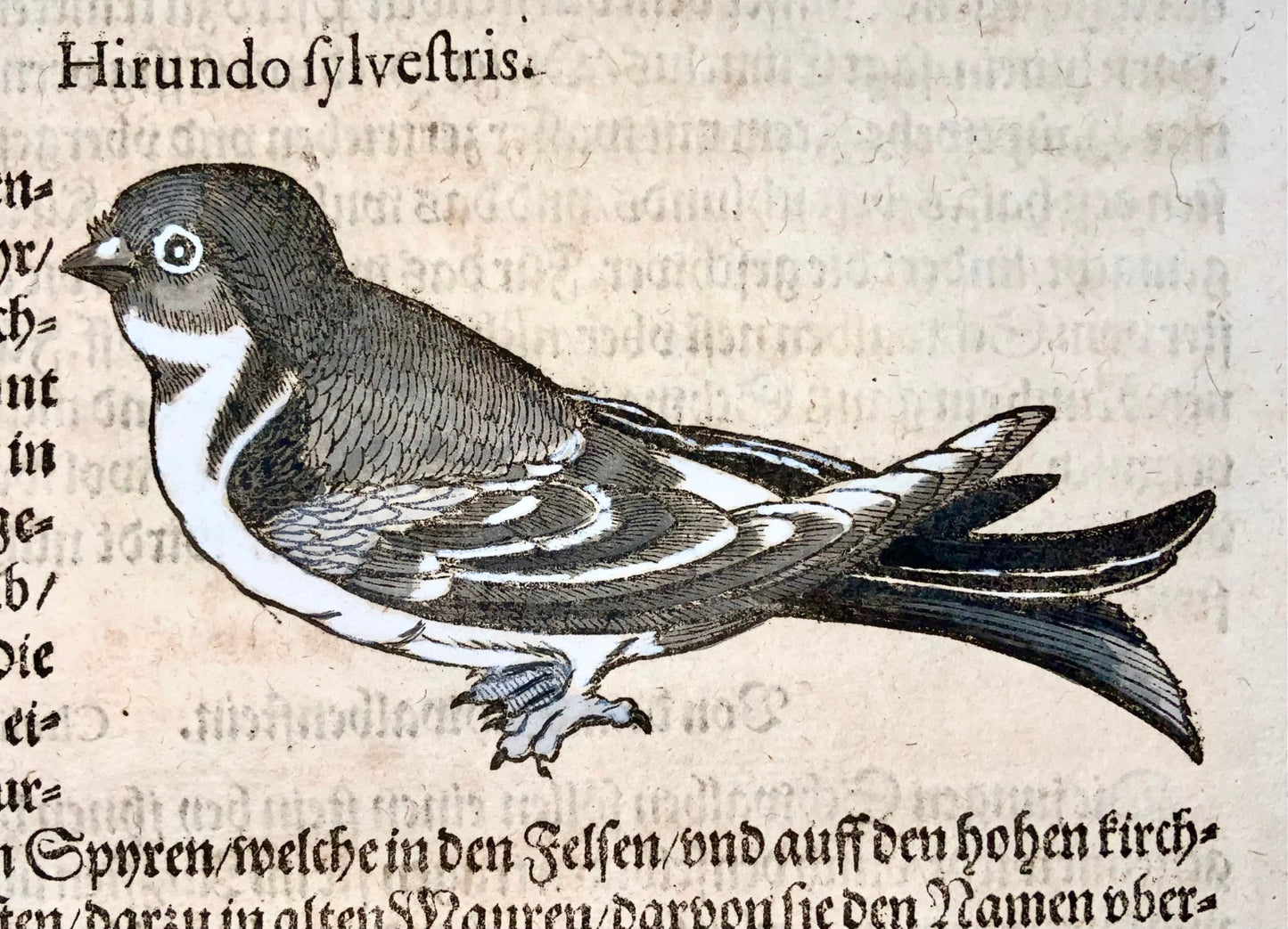 1582 Barn Swallow, Conrad Gesner, ornithology, folio, woodcut, hand coloured