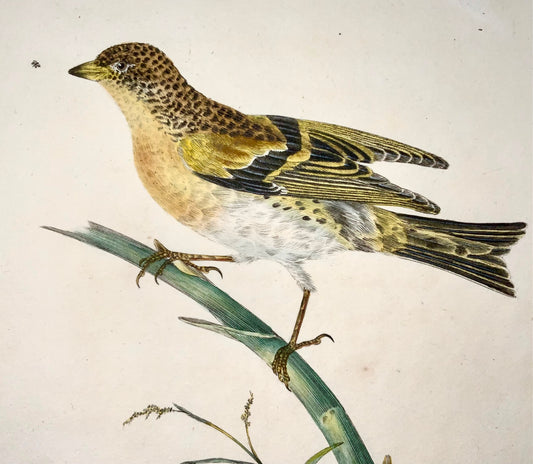 1794 Edward Donovan, Brambling, ornithology, fine hand coloured engraving