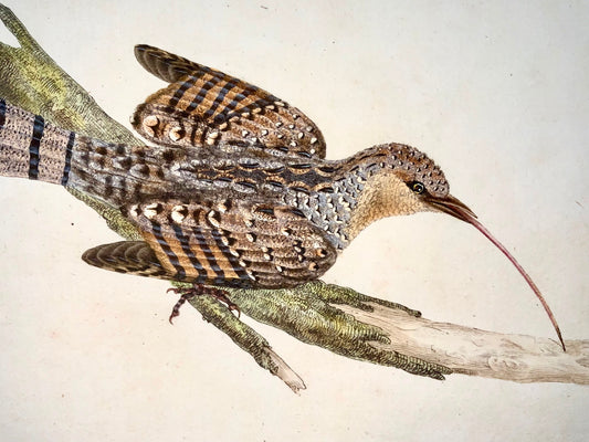 1794 Edward Donovan, Wryneck, ornithology, fine hand coloured engraving