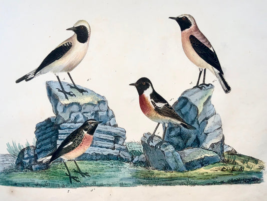 1819 Stone Chat, Flycatchers, ornithology, Strack, chalk lithograph, hand color