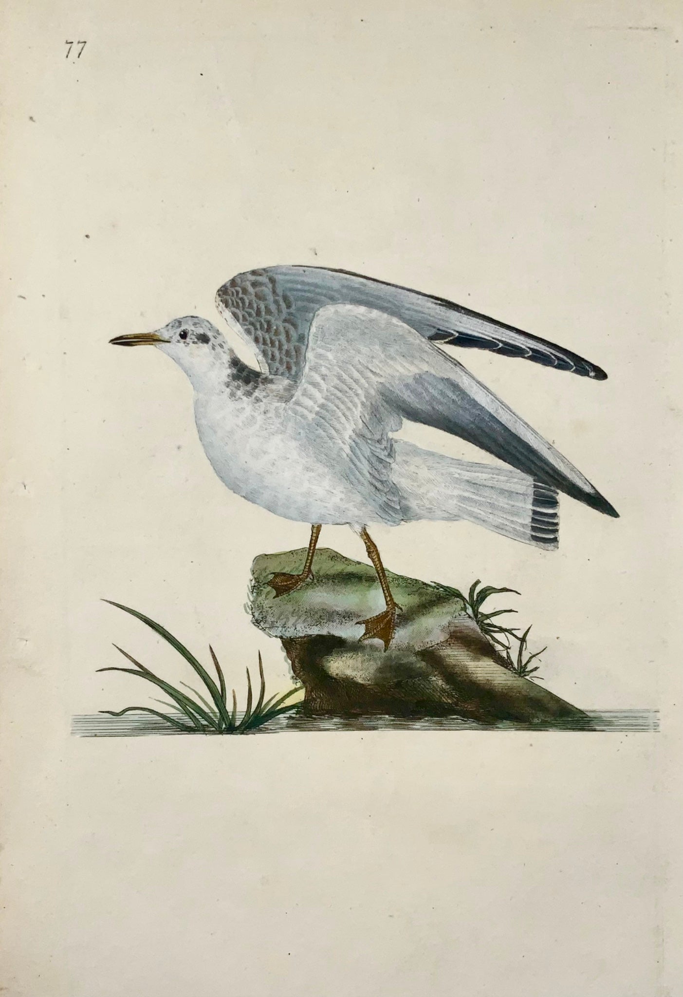 1794 Edward Donovan, Winter Gull, ornithology, fine hand coloured engraving