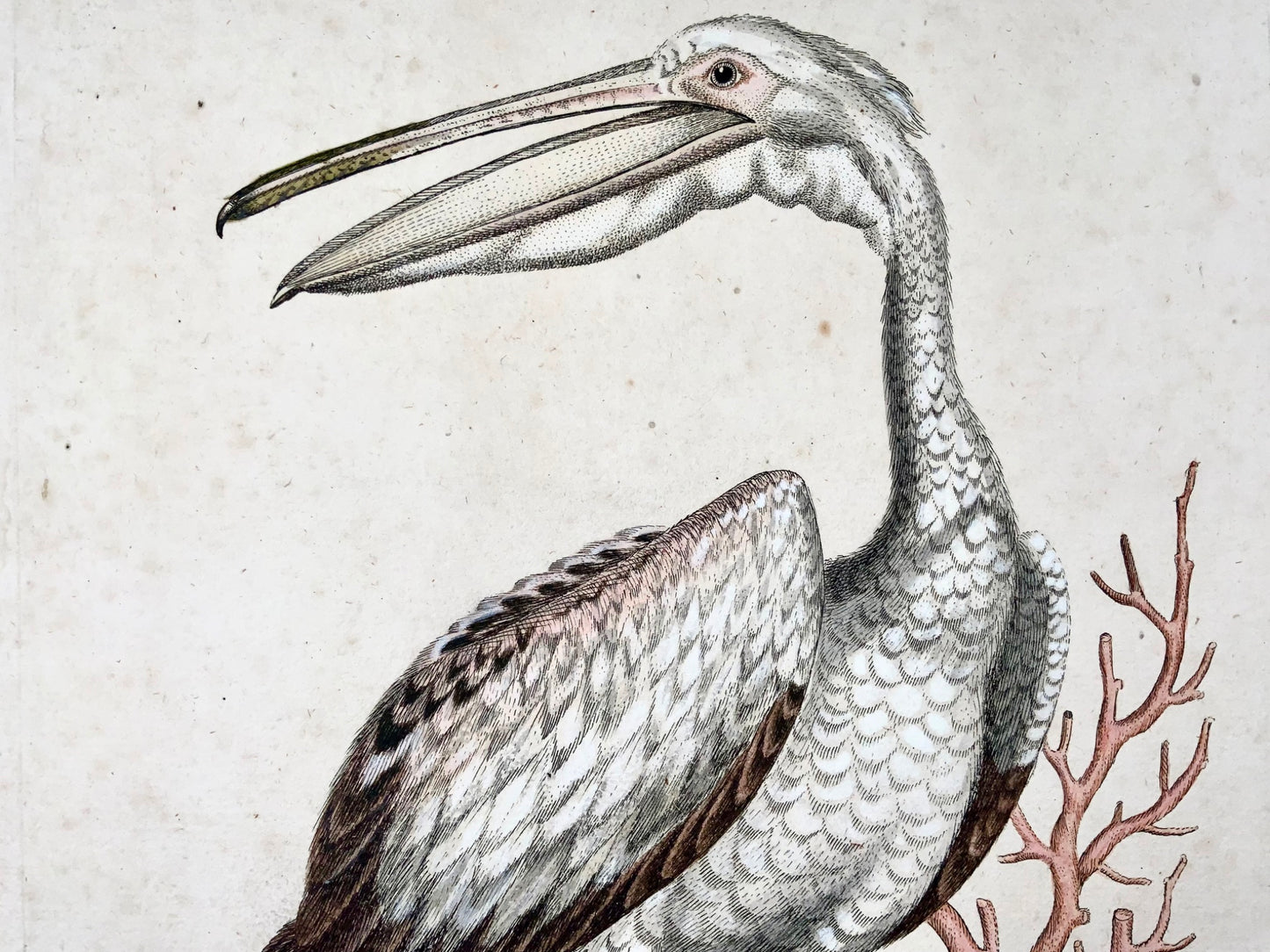 1751 Pelican, George Edwards (1694-1773) (after), Seligmann; ornithology, folio