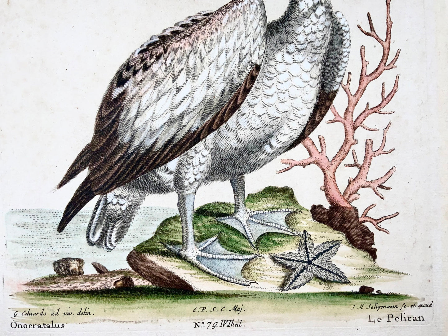 1751 Pelican, George Edwards (1694-1773) (after), Seligmann; ornithology, folio