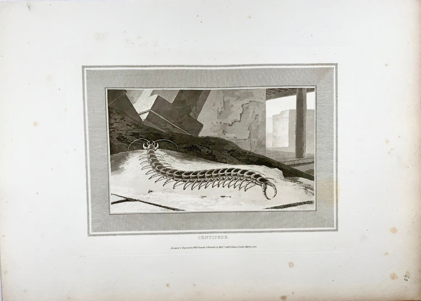 1807 Centipede, insects, William Daniell, aquatint, folio