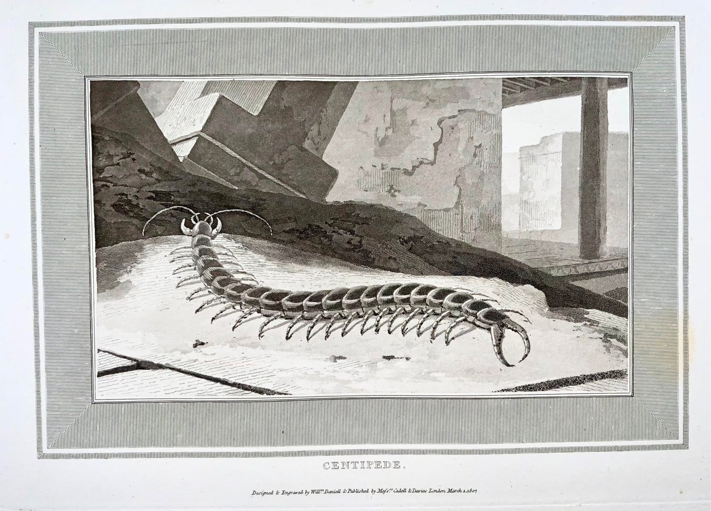 1807 Centipede, insects, William Daniell, aquatint, folio