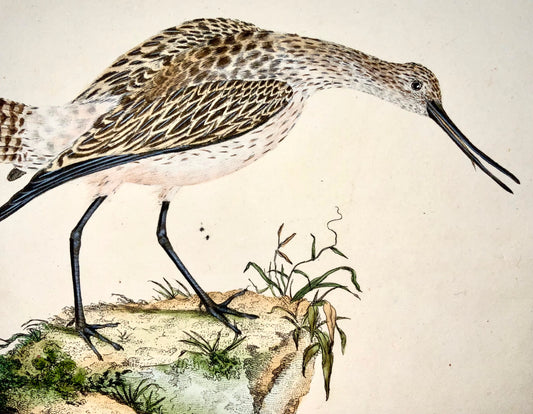 1794 Edward Donovan, Godwit, ornithology, fine hand coloured engraving