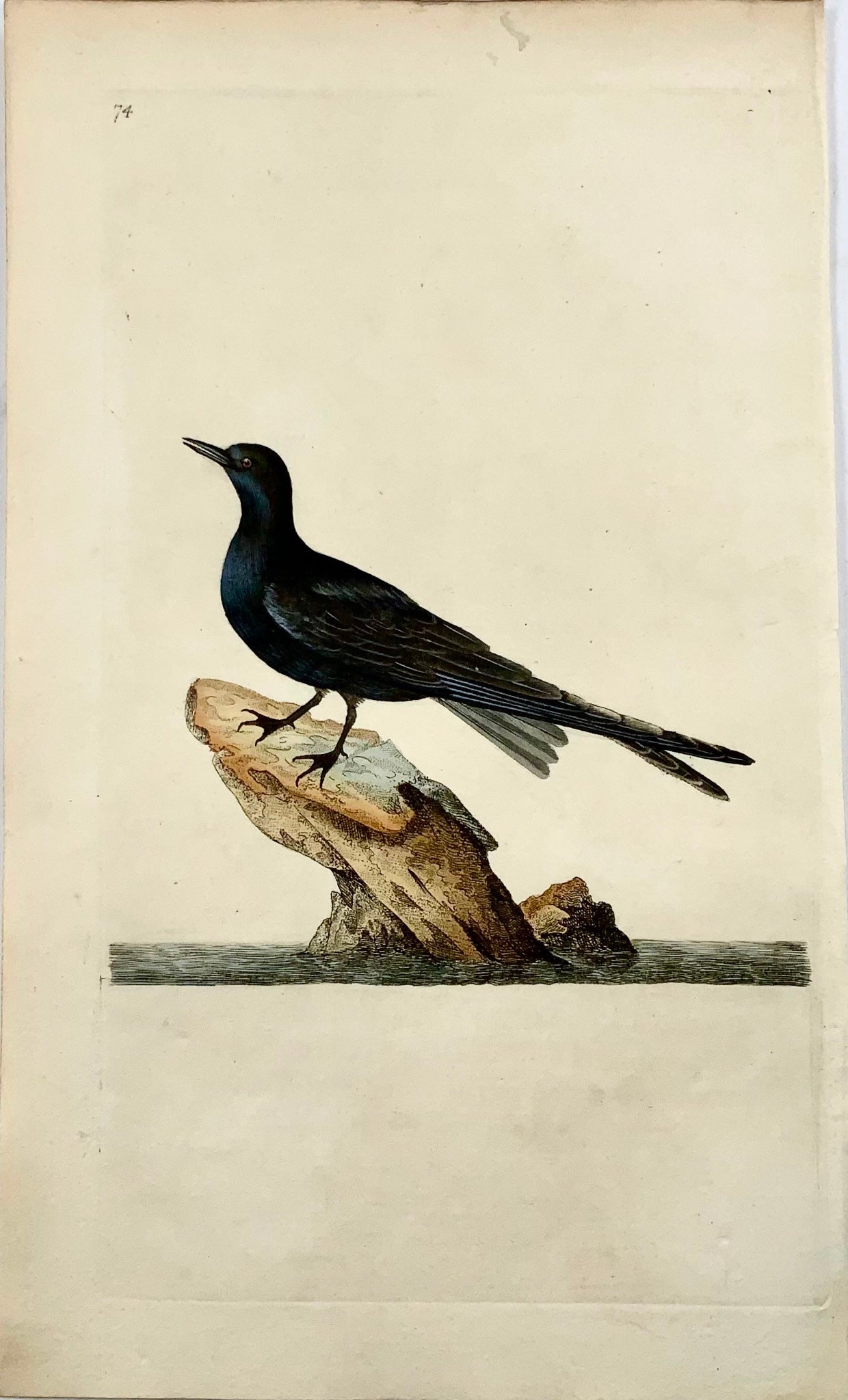 1794 Edward Donovan, Black Tern, ornithology, fine hand coloured engraving