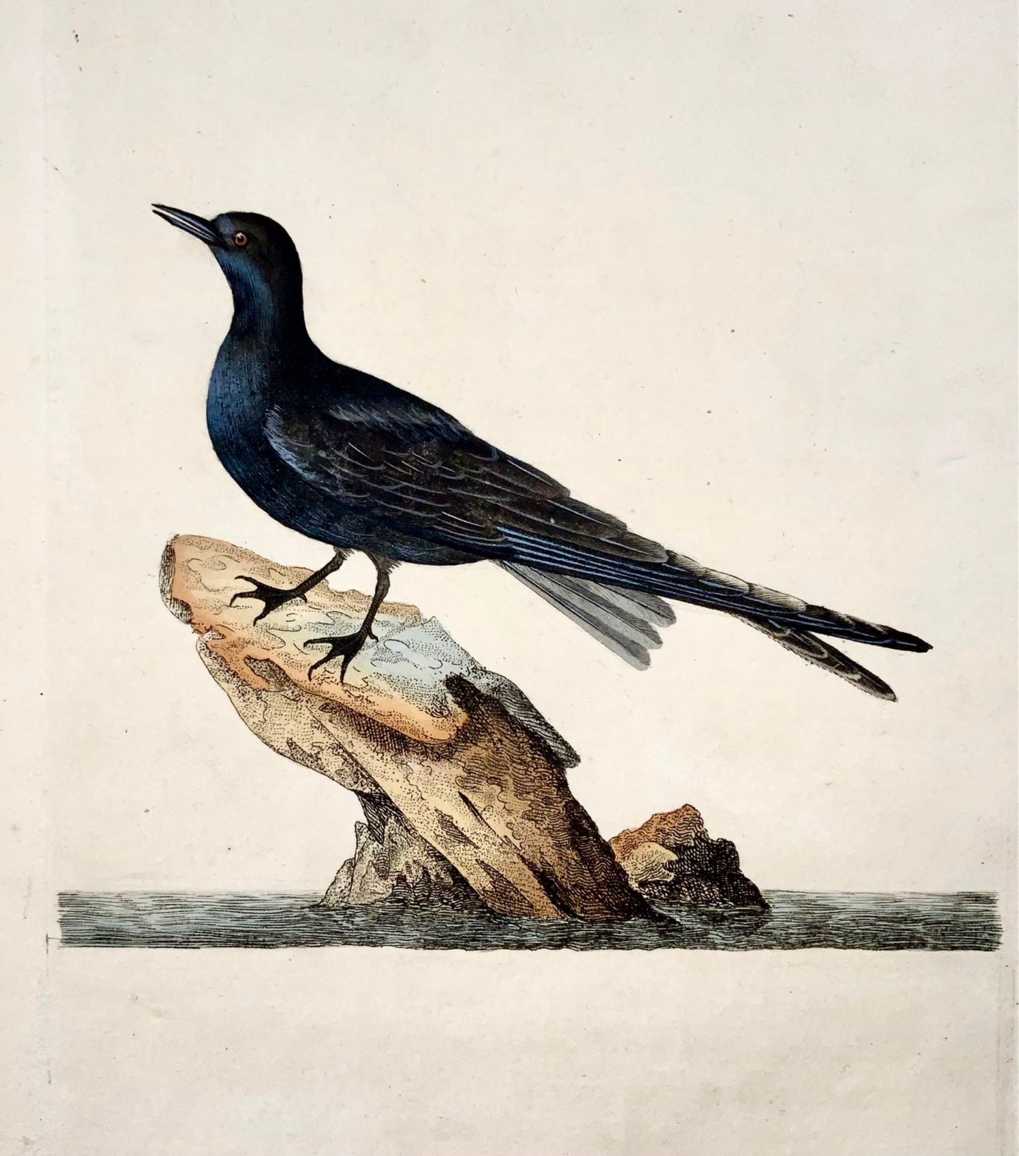 1794 Edward Donovan, Black Tern, ornithology, fine hand coloured engraving