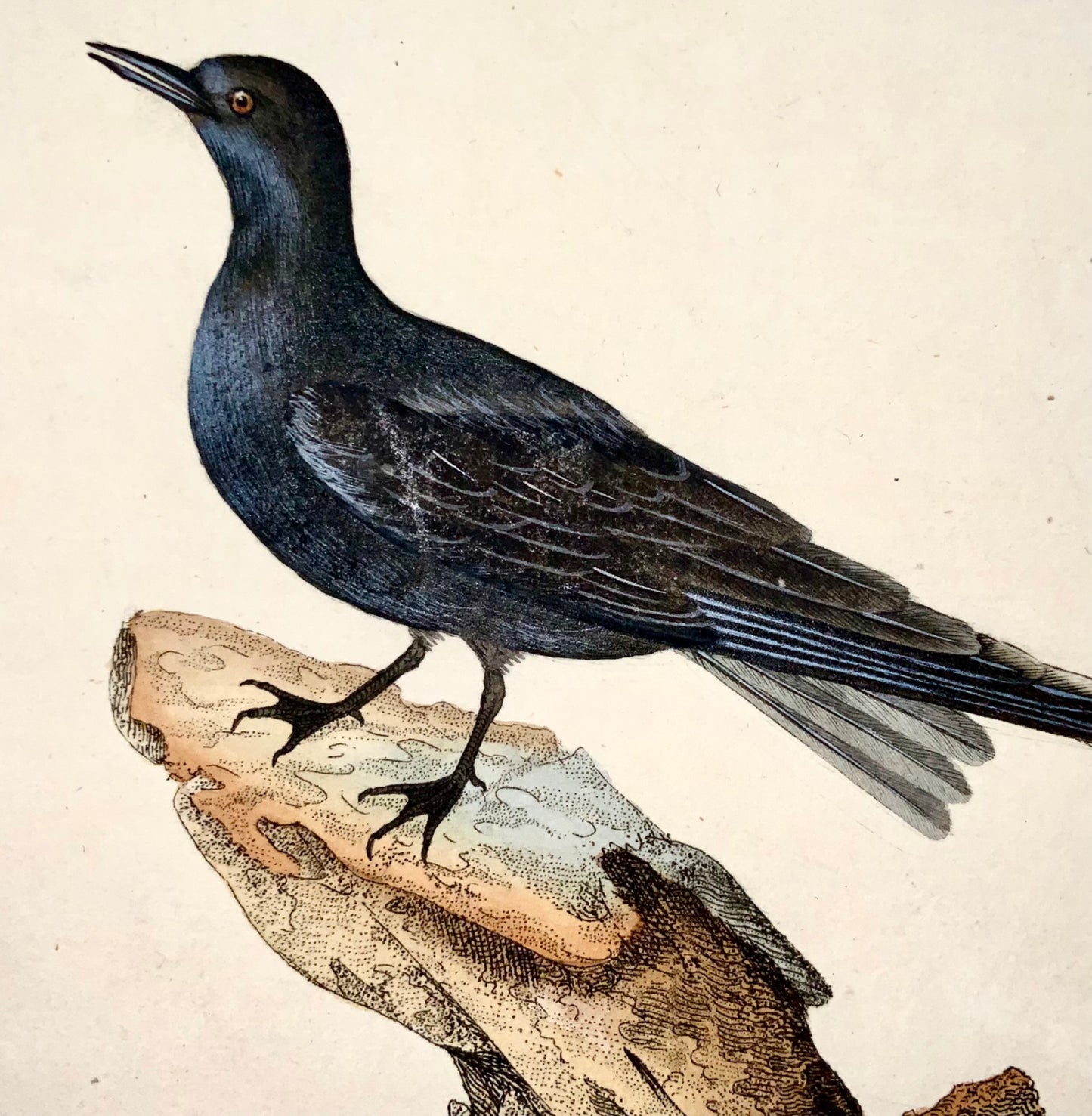 1794 Edward Donovan, Black Tern, ornithology, fine hand coloured engraving