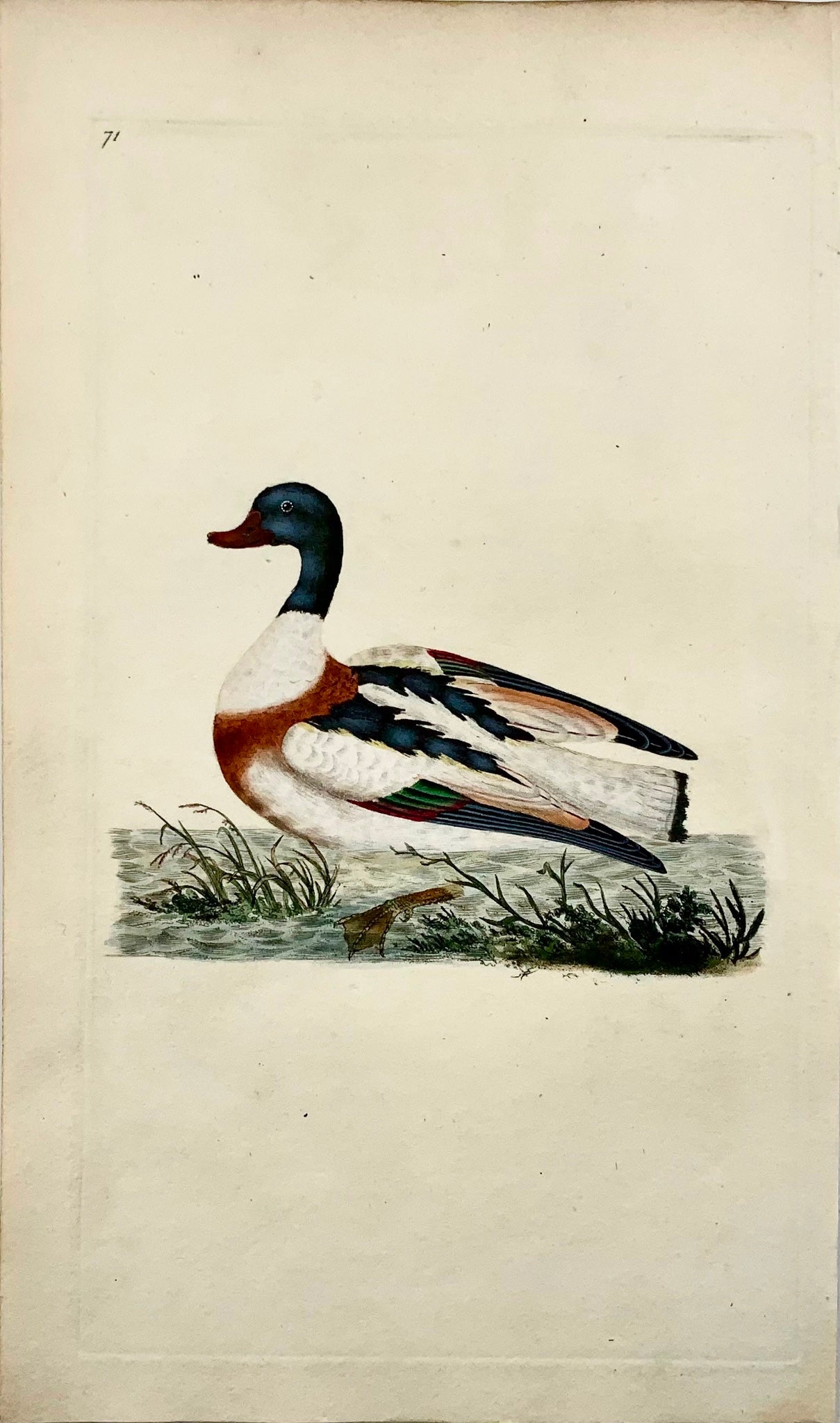 1794 Edward Donovan, Shieldrake Duck, ornithology, fine hand coloured engraving