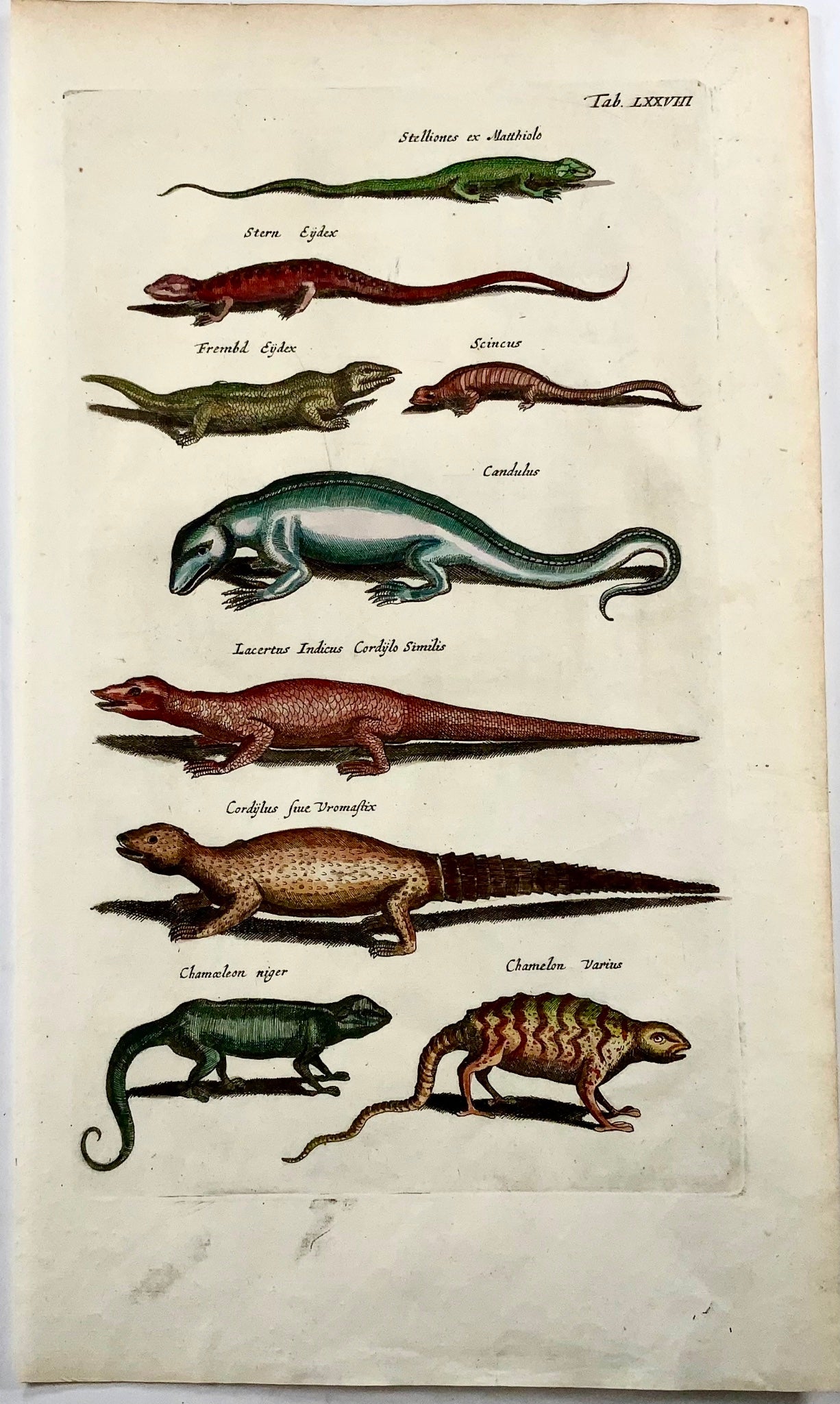 1657 Reptiles, Lizards, Skinks, Chameleon, Matt Merian, folio, hand coloured