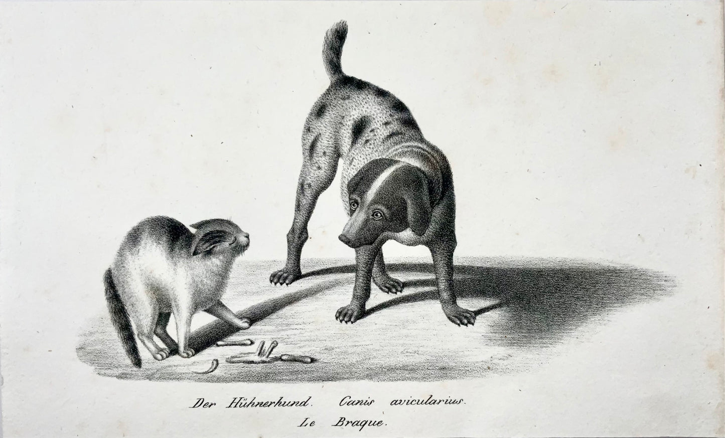 1840 c Domestic Cat & Dog [Pointer]; H. Reichert, stone lithography