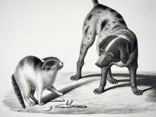 1840 c Domestic Cat & Dog [Pointer]; H. Reichert, stone lithography