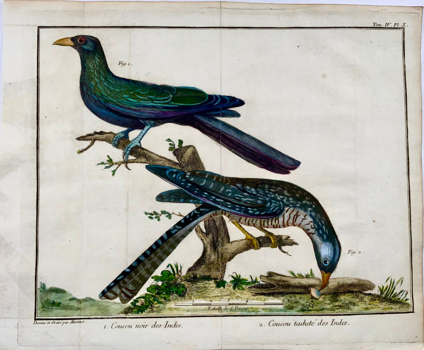 1760 Exotic Cuckoo, Martinet (b1725), Brisson, fine hand colour, ornithology