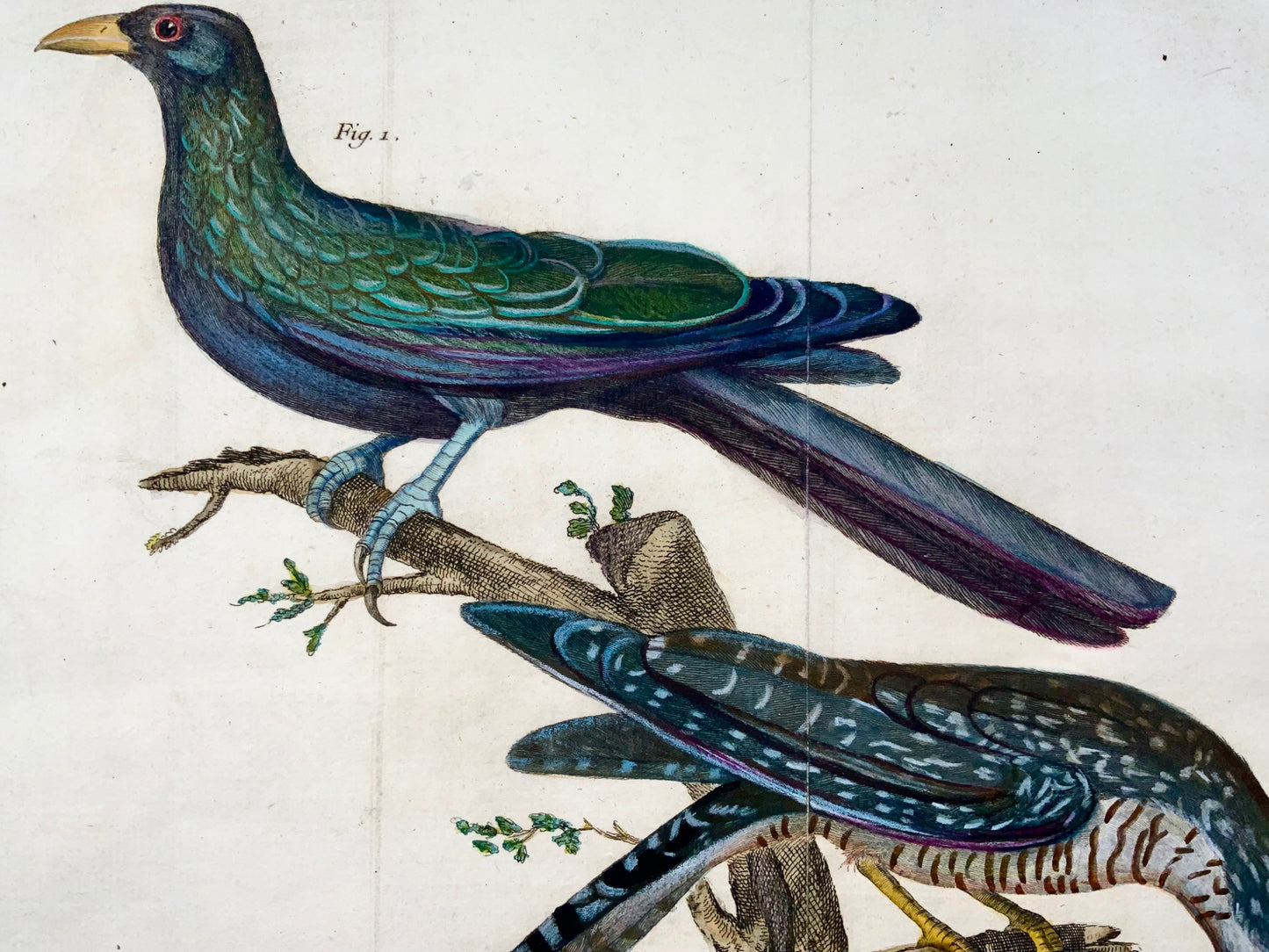 1760 Exotic Cuckoo, Martinet (b1725), Brisson, fine hand colour, ornithology