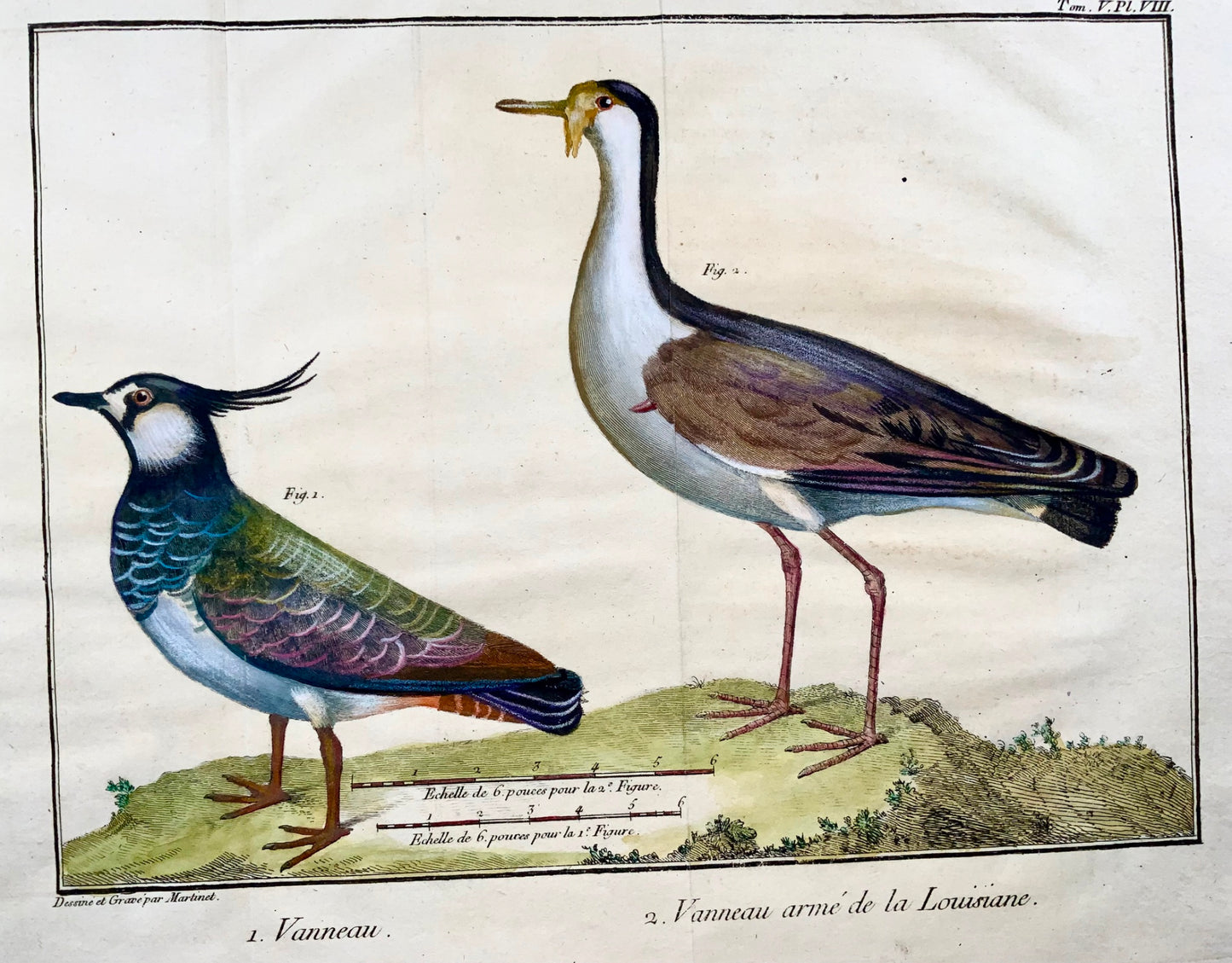 1760 Fr. Nic. Martinet (b1725), Louisiana Lapwing, ornithology, copper engraving