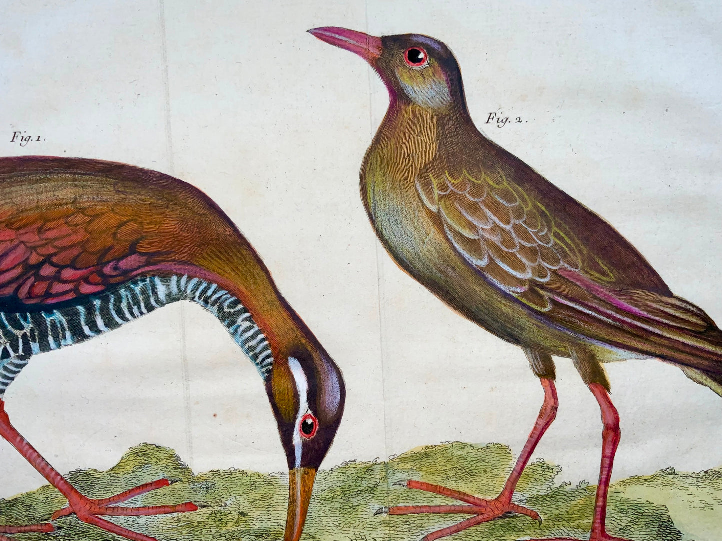 1760 Fr. Nic. Martinet (b1725), Philippine Rails, ornithology, copper engraving