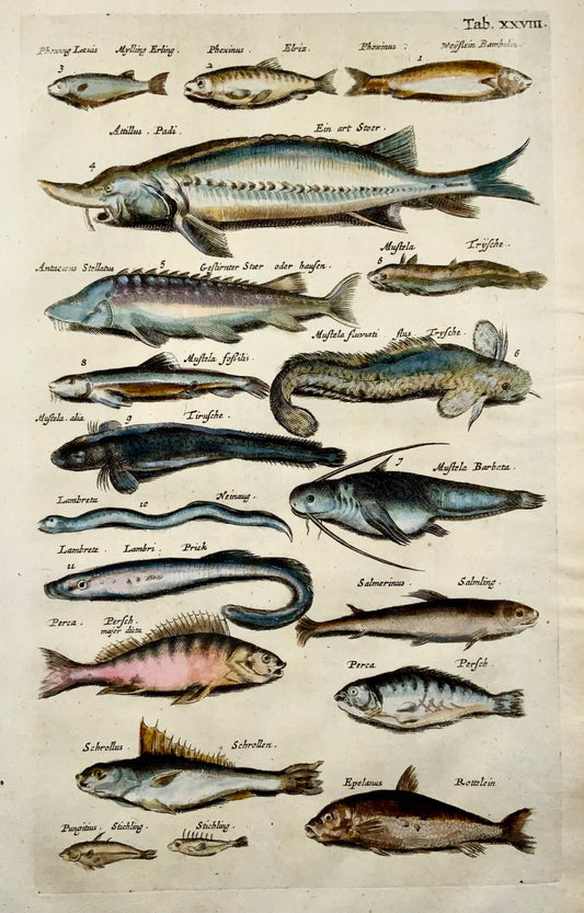 1657 Perch, Sturgeon, Eels, fish, Matt Merian, folio, hand coloured engraving