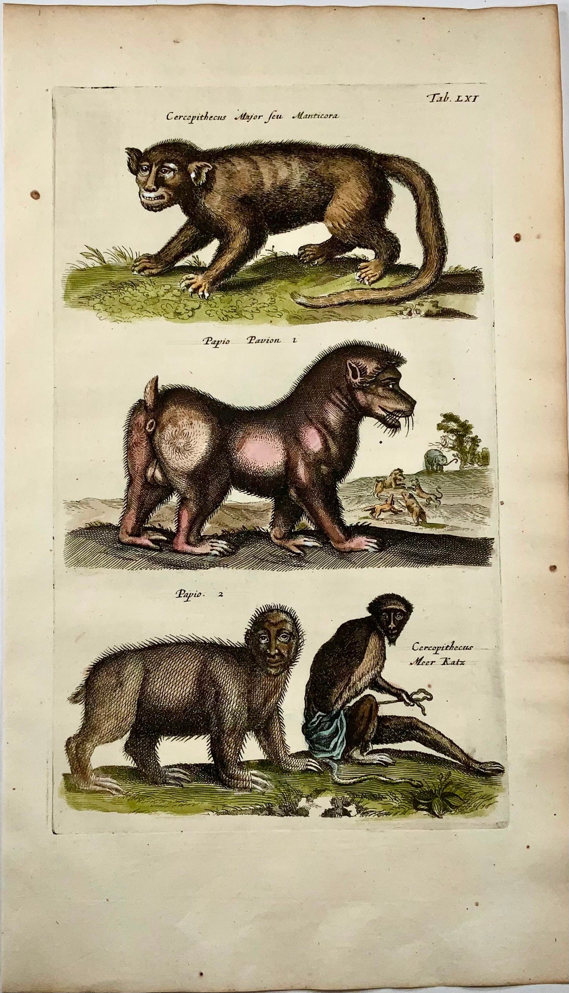 1657 Manticore, monster, baboon, Matt Merian, folio, hand coloured engraving, mythical mammals